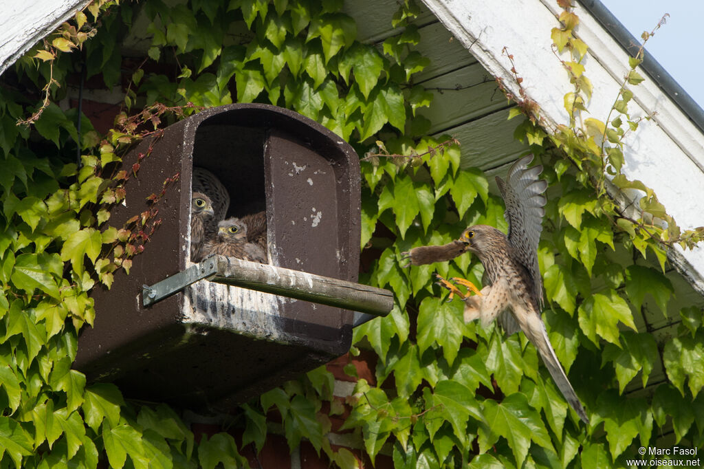 Common Kestrel, identification, Reproduction-nesting