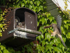 Common Kestrel