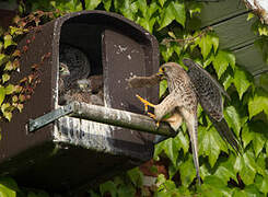 Common Kestrel