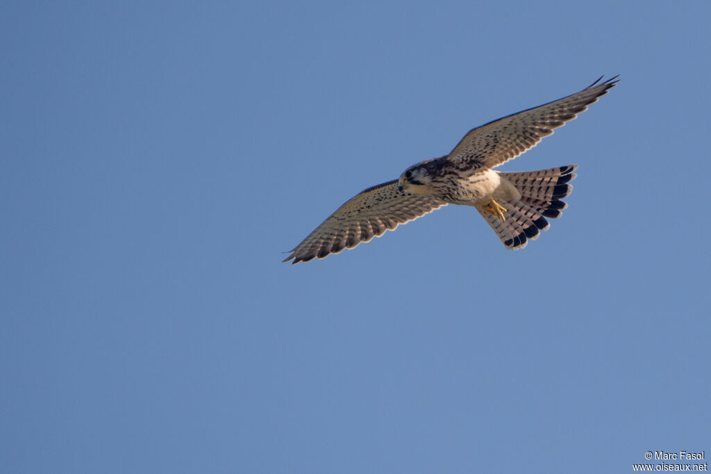 Common Kestrel female adult, Flight