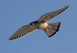 Common Kestrel