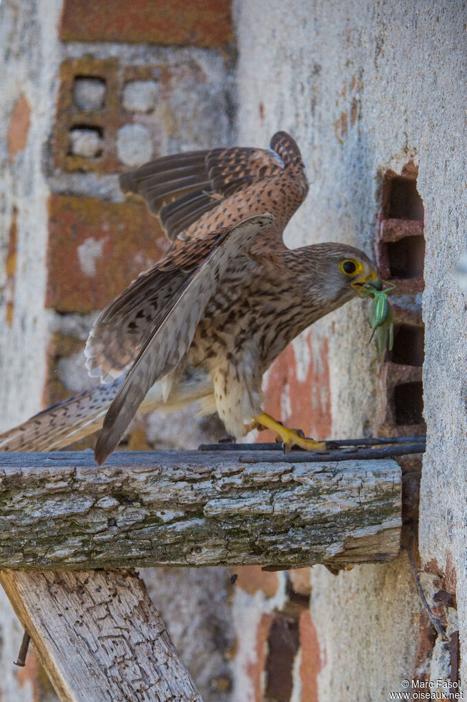 Common Kestrel female adult, identification, feeding habits, Reproduction-nesting