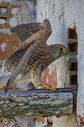 Common Kestrel