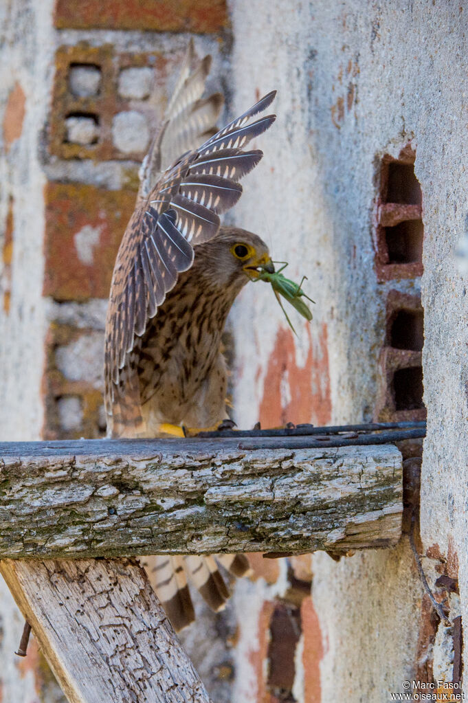 Common Kestrel female adult, identification, feeding habits, Reproduction-nesting