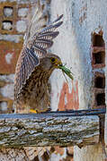 Common Kestrel