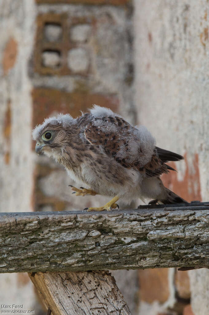 Common KestrelPoussin, identification, Reproduction-nesting