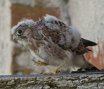 Common Kestrel