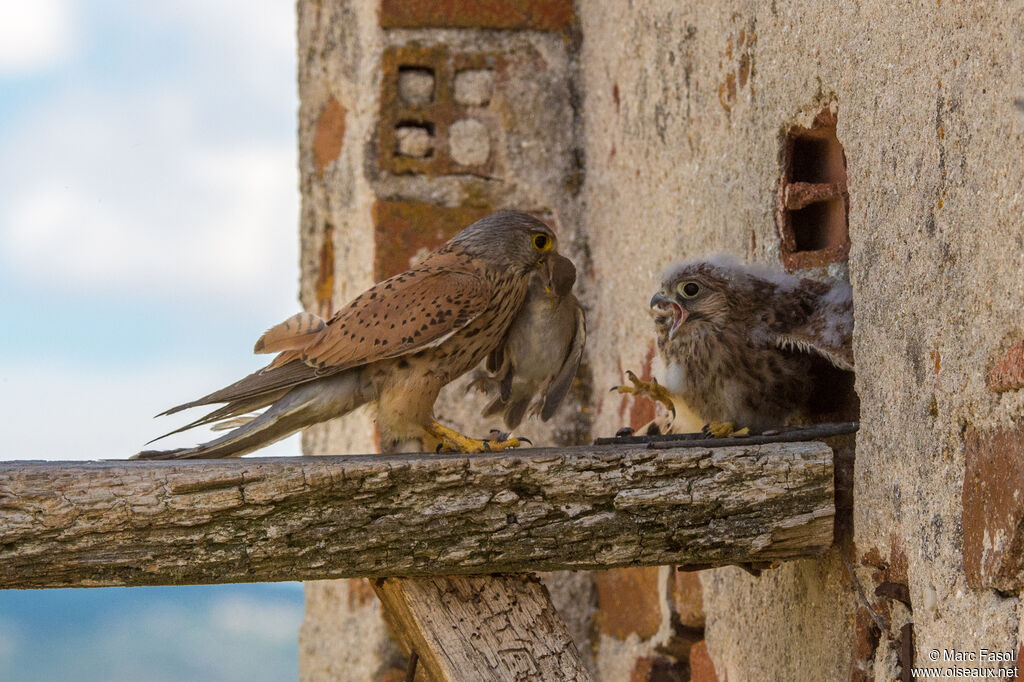 Common Kestrel male adult, identification, feeding habits