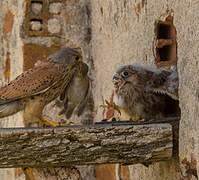 Common Kestrel