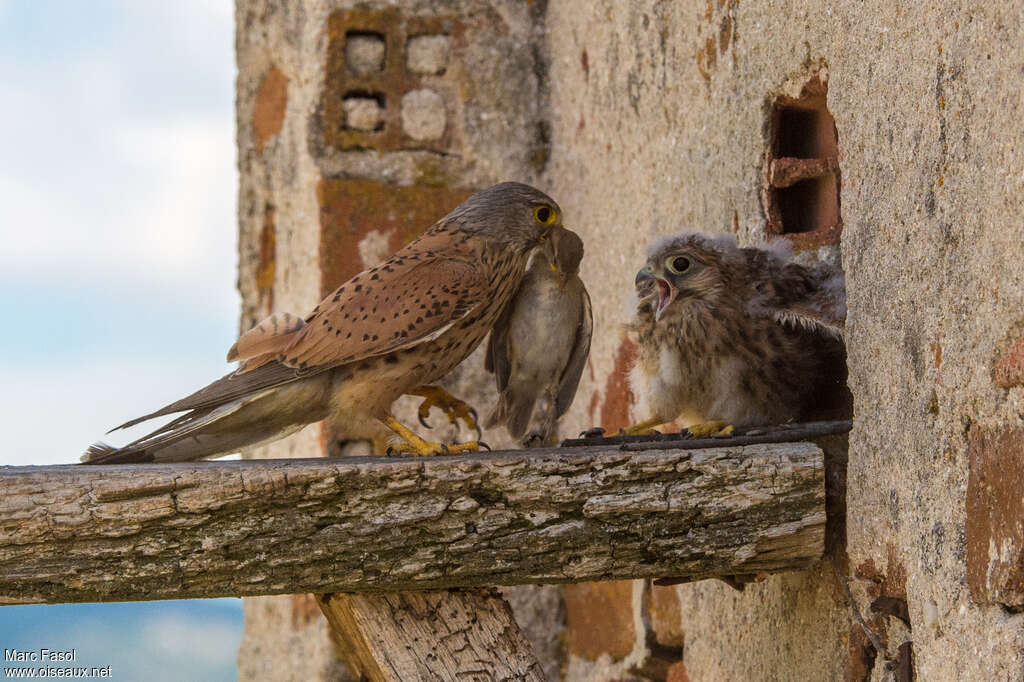 Common Kestrel, habitat, feeding habits, Reproduction-nesting