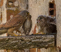 Common Kestrel