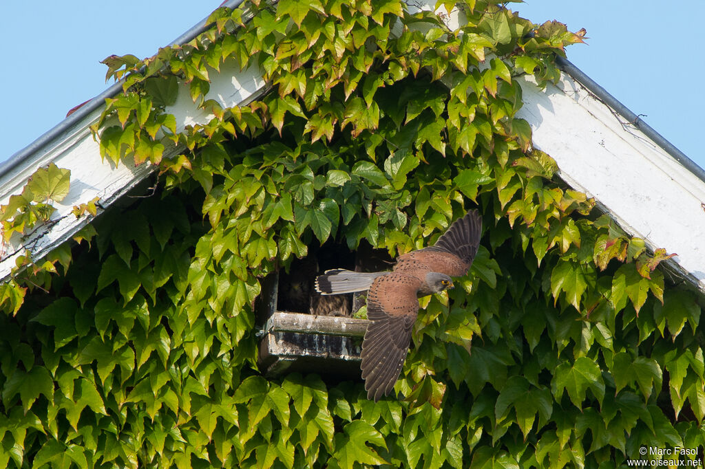 Common Kestrel male, Flight, Reproduction-nesting