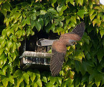 Common Kestrel