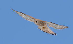 Common Kestrel