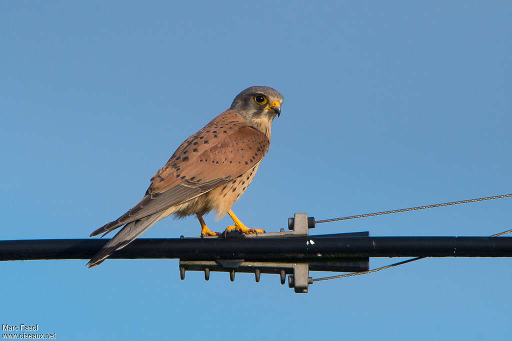 Common Kestrel male adult, identification, pigmentation, fishing/hunting