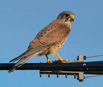 Common Kestrel