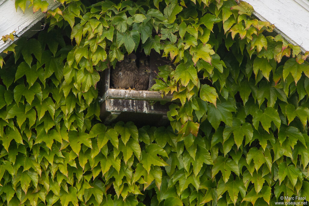 Common Kestrel, Reproduction-nesting