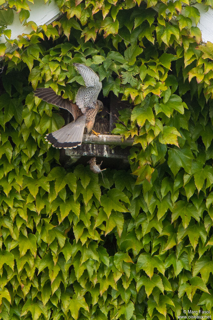 Common Kestrel male, feeding habits, Reproduction-nesting