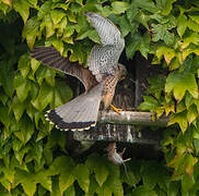 Common Kestrel