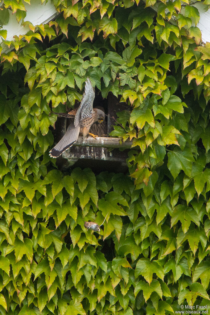 Common Kestrel male adult, feeding habits, Reproduction-nesting