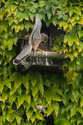 Common Kestrel