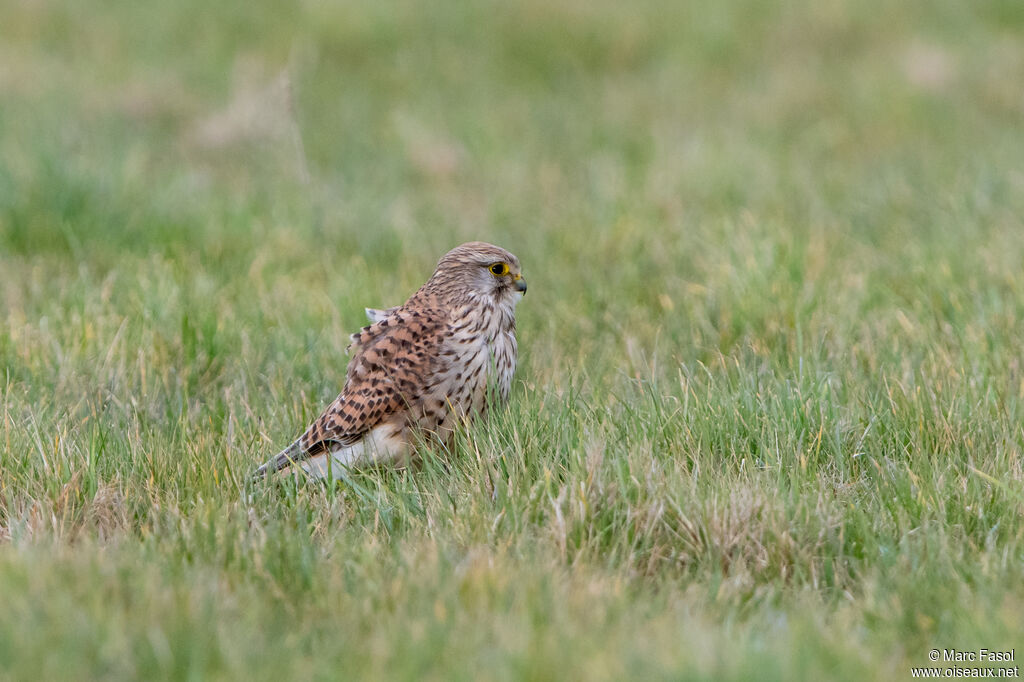 Common Kestrel female adult, identification, fishing/hunting