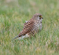 Common Kestrel