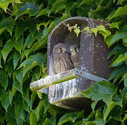 Common Kestrel