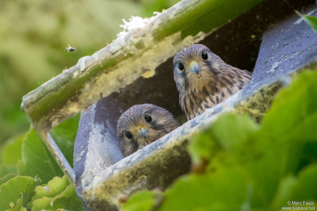 Common Kestreljuvenile, identification, Reproduction-nesting