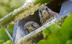 Common Kestrel