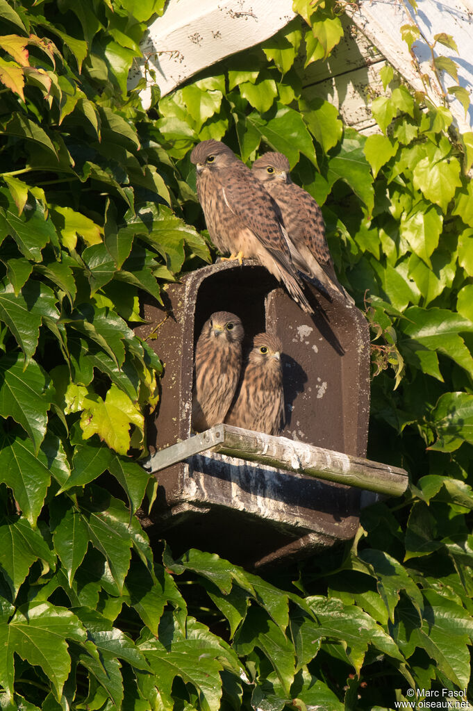 Common Kestrel female juvenile, identification, Reproduction-nesting