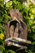 Common Kestrel