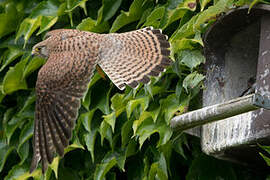 Common Kestrel