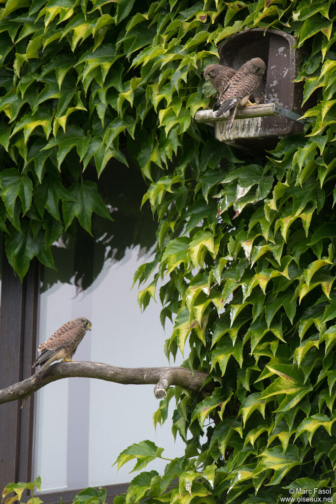 Common Kestrel, identification, Reproduction-nesting