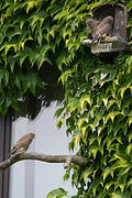 Common Kestrel