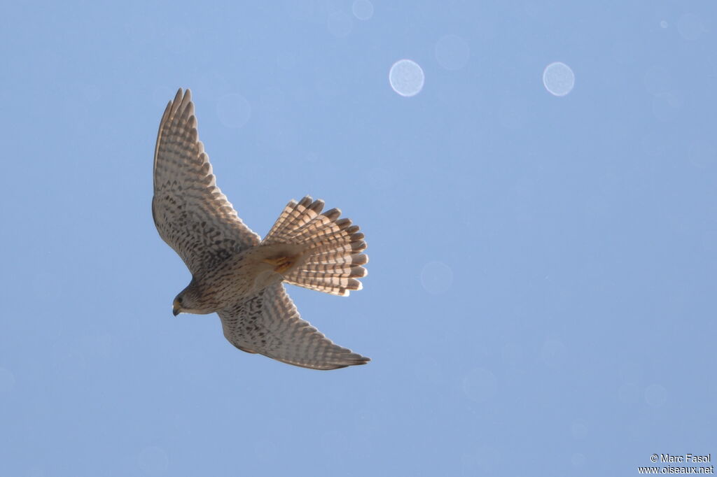 Common Kestrel female adult breeding, Flight