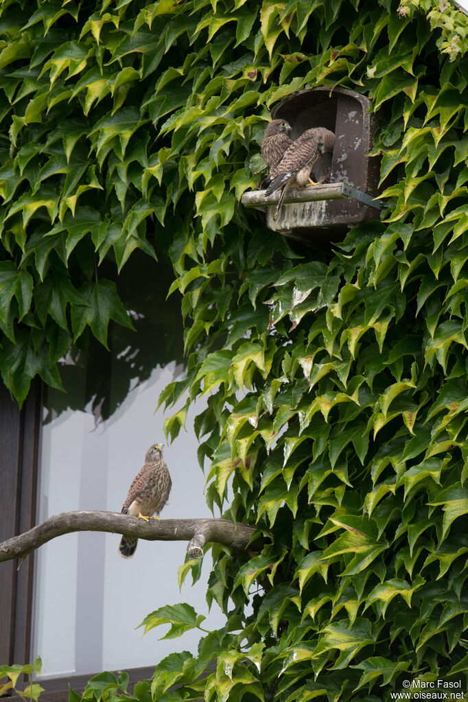 Common Kestrel, identification, Reproduction-nesting