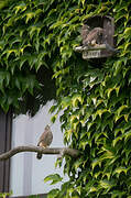 Common Kestrel