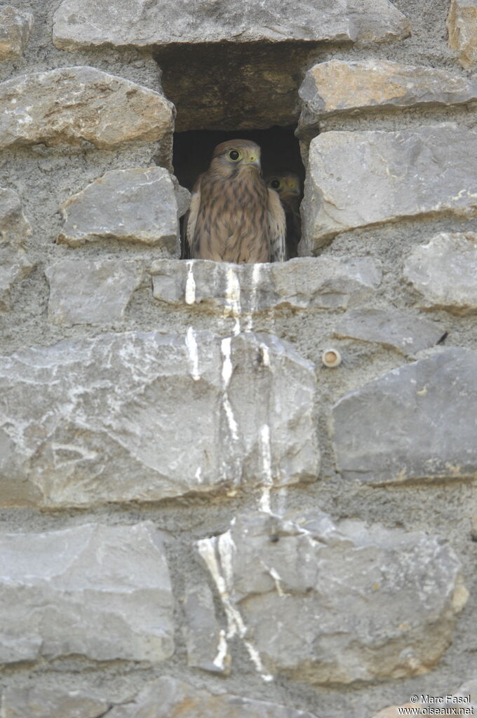 Common KestrelFirst year, Reproduction-nesting