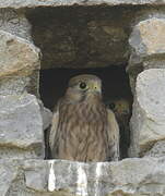 Common Kestrel