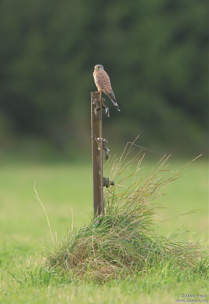 Common Kestrel male adult post breeding, identification