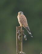 Common Kestrel