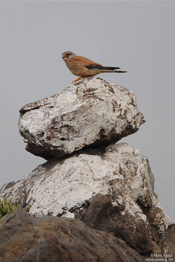 Common Kestrel male adult breeding, identification