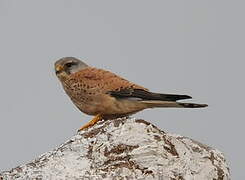 Common Kestrel