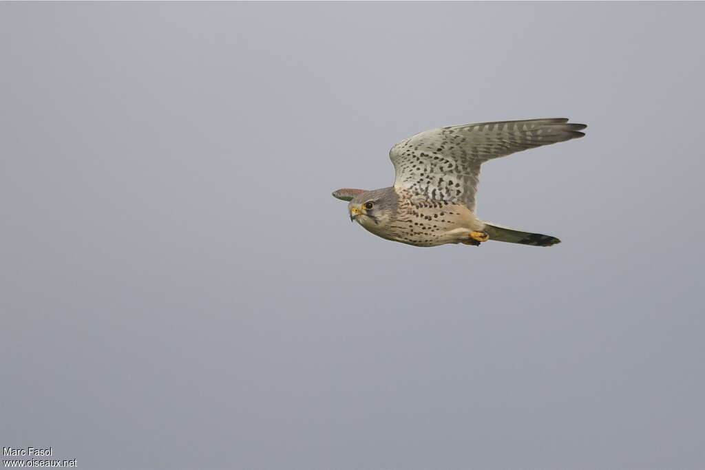 Common Kestrel male adult, Flight