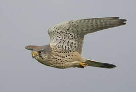 Common Kestrel