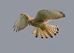 Common Kestrel