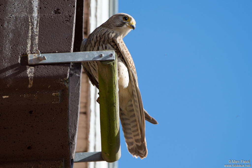 Common Kestrel female, Reproduction-nesting