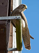 Common Kestrel