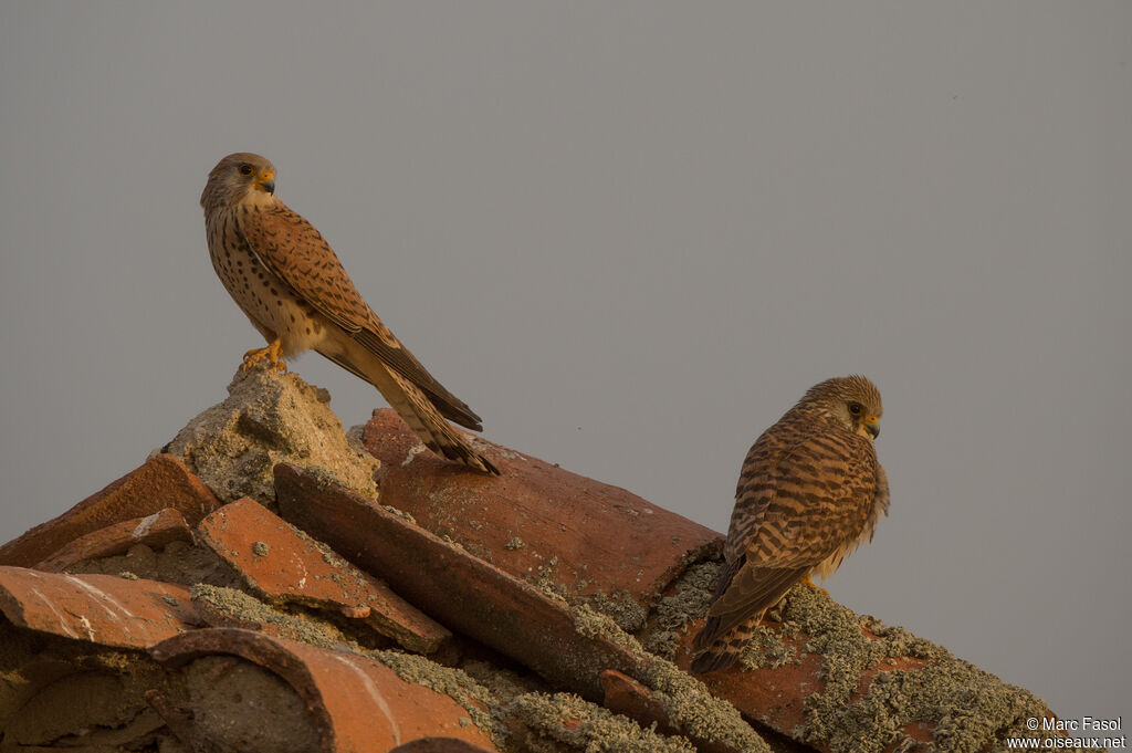 Lesser Kestrel